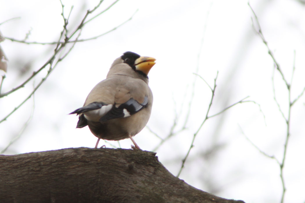 相模原公園にはイカルの群れが来ていました　何十羽いるんだろう？　ジョウビタキもしばらくつきあってくれました